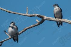 Andorinha 2 <em>(3107)</em>