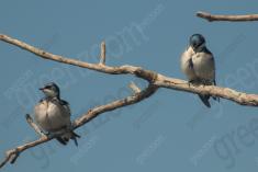 Andorinha 3 <em>(3108)</em>