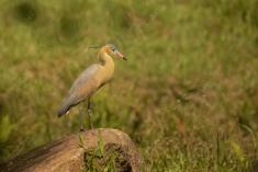 Maria Faceira 1 <em>(3109)</em>