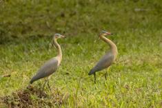 Maria Faceira 3 <em>(3111)</em>