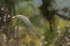 Maria Faceira 5 <em>(3113)</em>