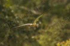 Maria Faceira 6 <em>(3114)</em>