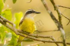 Bem Te Vi 30 <em>(3115)</em>