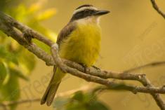 Bem Te Vi 31 <em>(3116)</em>