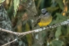 Siriri 9 <em>(3118)</em>