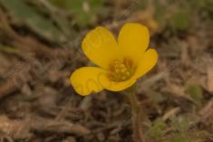 Flor 305 <em>(3119)</em>