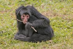 Macaco 43 <em>(3120)</em>