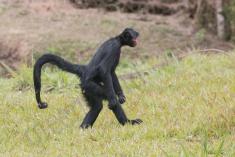 Macaco 44 <em>(3121)</em>