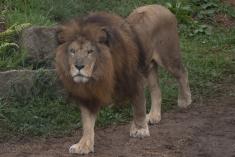 Leão 32 <em>(3122)</em>