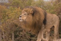 Leão 33 <em>(3123)</em>