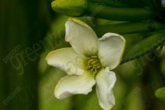 Flor 306 <em>(3124)</em>