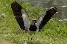 Quero Quero 14 <em>(3125)</em>