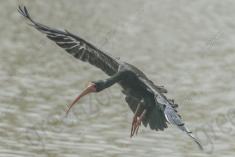 Coro coro 13 <em>(3127)</em>