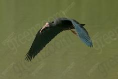 Coro coro 14 <em>(3128)</em>