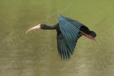 Coro coro 15 <em>(3129)</em>