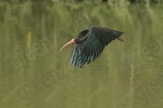 Coro coro 16 <em>(3130)</em>