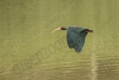 Coro coro 17 <em>(3131)</em>