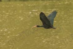 Coro coro 18 <em>(3132)</em>