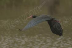 Coro coro 19 <em>(3133)</em>