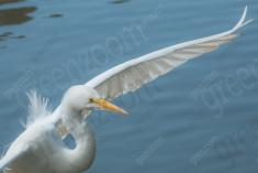 Garça 16 <em>(3134)</em>