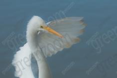 Garça 17 <em>(3135)</em>