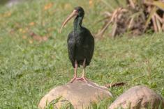 Coro coro 20 <em>(3136)</em>