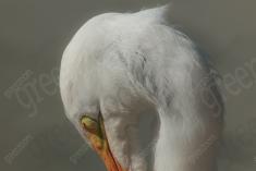 Garça 18 <em>(3137)</em>