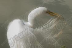 Garça 19 <em>(3138)</em>