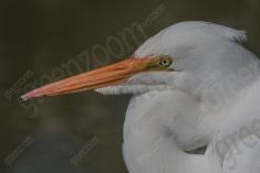 Garça 20 <em>(3139)</em>