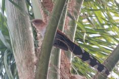 Alma de Gato 9 <em>(3140)</em>