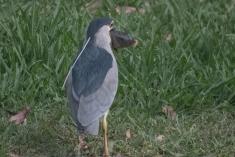 Socó 19 <em>(3141)</em>