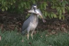 Socó 20 <em>(3142)</em>