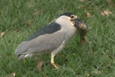 Socó 21 <em>(3143)</em>