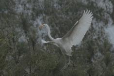 Garça 21 <em>(3144)</em>