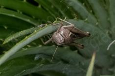 Gafanhoto 10 <em>(3148)</em>