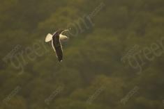 Gaivota 6 <em>(3151)</em>