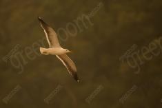 Gaivota 7 <em>(3152)</em>