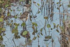 Quero Quero 15 <em>(3153)</em>