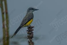 Siriri 11 <em>(3155)</em>