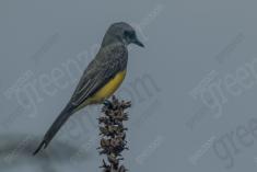 Siriri 12 <em>(3156)</em>