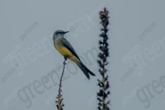 Siriri 13 <em>(3157)</em>