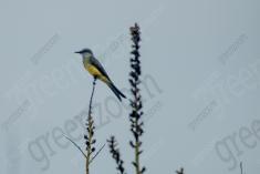 Siriri 14 <em>(3158)</em>