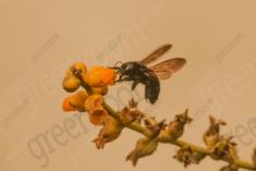 Flor 310 <em>(3159)</em>