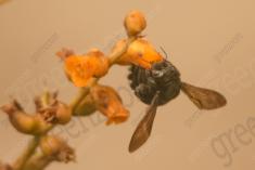 Flor 311 <em>(3160)</em>