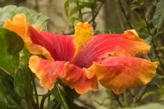 Flor 307 <em>(3166)</em>