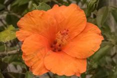 Flor 308 <em>(3167)</em>