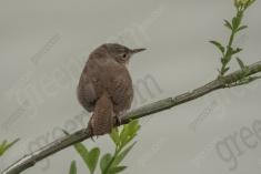 Corruíra 9 <em>(3168)</em>