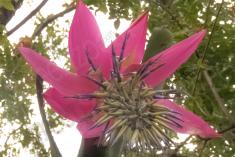 Flor 309 <em>(3169)</em>