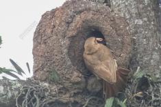 João de Barro 63 <em>(3170)</em>