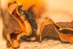 Inseto 15 <em>(3171)</em>